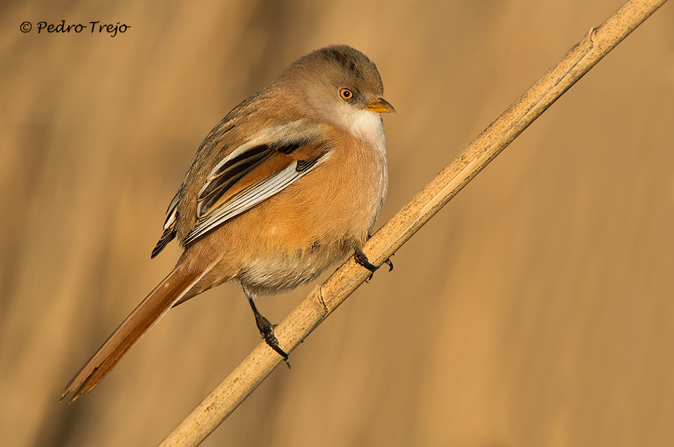 Bigotudo (Panurus biarmicus)